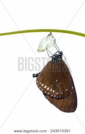 Isolated Common Crow Butterfly ( Euploea Core ) Emerged From Pupa On White Background