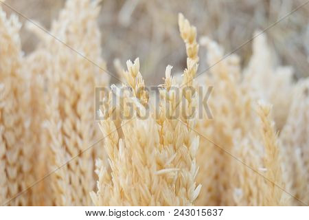 Rice Stubble Bunch Background. Rice Field In Thailand.
