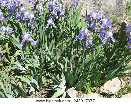 Group Of Blue Irises In The Ukrainian Garden, Perennial Garden. Gardening. Bearded Iris.