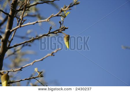 ดอกตูมโคไวก่อน