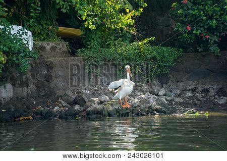 Pelican Sitting On A Rock On The Iseletas In Granada, Nicaragua