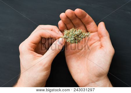 Buds Hemp In The Hands Close-up.the Legalization Of Marijuana In The World Shallow Focus Effect Use 