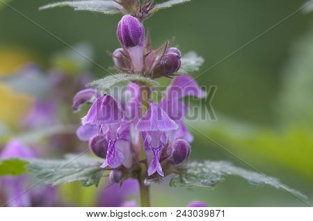 Lamium Maculatum Flowers Close Up Shot Local Focus