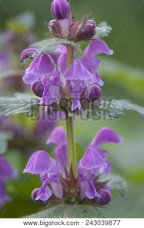 Lamium Maculatum Flowers Close Up Shot Local Focus