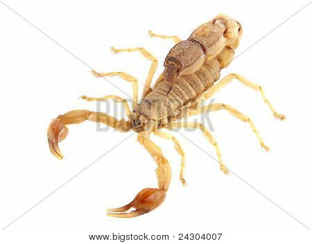 Scorpion