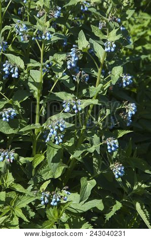 Symphytum Caucasicum Plant In A Big Group
