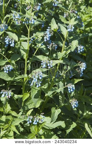 Symphytum Caucasicum Plant In A Big Group