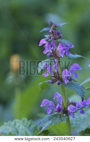 Lamium Maculatum Flowers Close Up Shot Local Focus