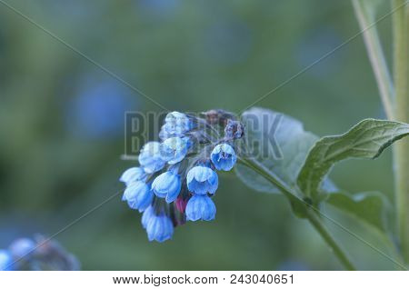 Symphytum Caucasicum Flowers Close Up Shot Local Focus