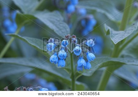 Symphytum Caucasicum Flowers Close Up Shot Local Focus