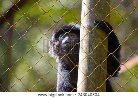 A Caged Happy Lutung From Indonesia Waiting To Be Released