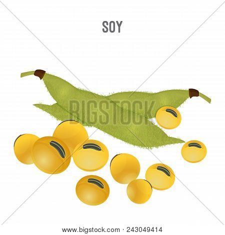 Ripe Soy Beans That Replace Meat For Vegetarians. Healthy Product Full Of Proteins And Vitamins Grow