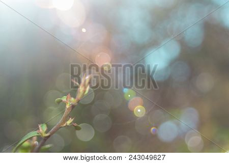 Branch Of A Plant Between The Light Of The Sunset