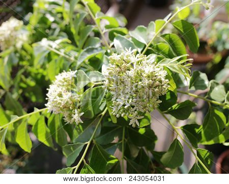 curry leaf flower