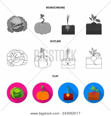 Cabbage, Pumpkin, Onion, Buriak.plant Set Collection Icons In Flat, Outline, Monochrome Style Vector