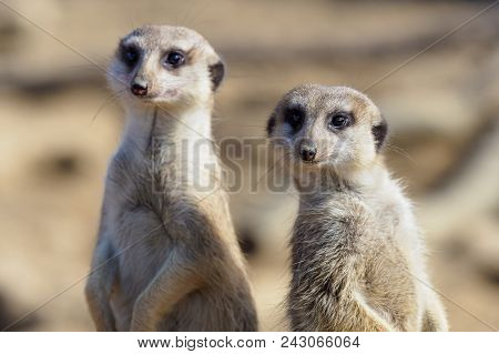 Suricata Standing On A Guard. Curious Meerkat (suricata Suricatta).