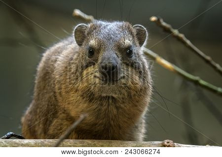 Portrait Of Rock Hyrax (procavia Capensis) Sitting On A Branch.