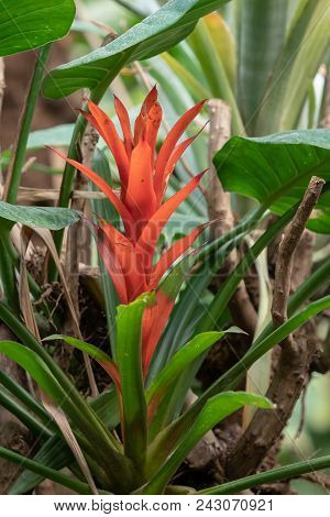 Guzmania Conifer, Bromeliad Family Bromeliaceae, Subfamily Tillandsioideae.