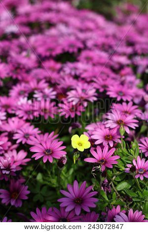 Beautiful Flowers Blooming In The Garden, Bodrum Turkey