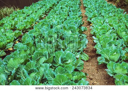 Vegetable Garden Of Gardener. On The Mountain Of Hilltribes. Shallot