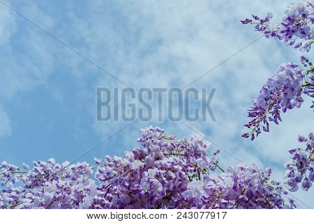 Beautiful Wisteria Flowers Blooming In Purple Color In Spring In Spring  In The Garden.