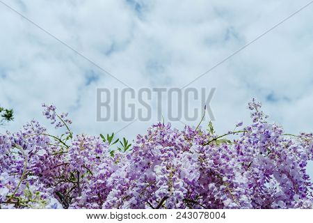 Beautiful Wisteria Flowers Blooming In Purple Color In Spring In Spring  In The Garden.