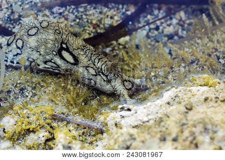Aplysia Dactylomela Graze In Water. Spotted Sea Hare Slug, Side View