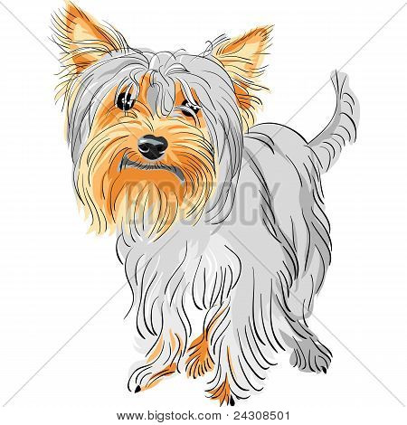 Vetor com pedigree cachorro Yorkshire Terrier