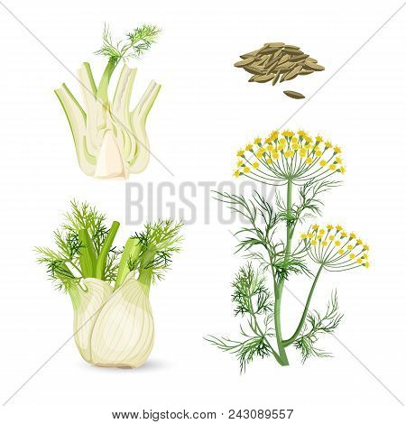 Fennel Flowering Plant Perennial Herb With Yellow Flowers And Feathery Leaves, Root Bulb-like Stem B