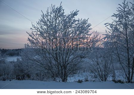 Winter. Sunset Rose Sky In Russia Place Valday