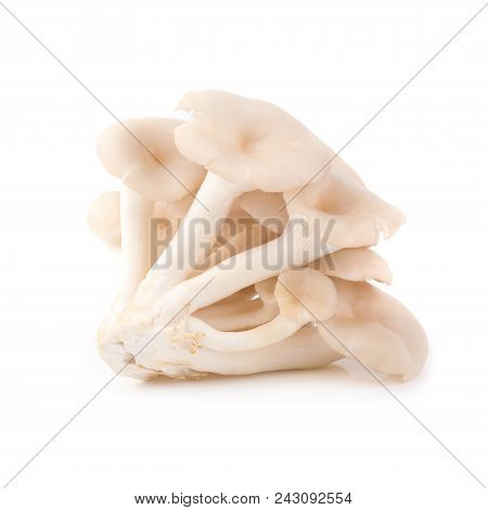 White Panus Polychrous Isolated On A White Background