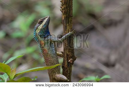 Blue Crested Lizard (calotes Mystaceus) In Tropical Forest Thailand