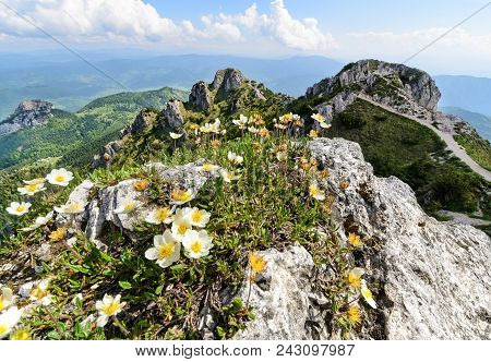 The Flowers On The Great Rozsutec Hill In The Vratna Valley At The National Park Mala Fatra, Slovaki