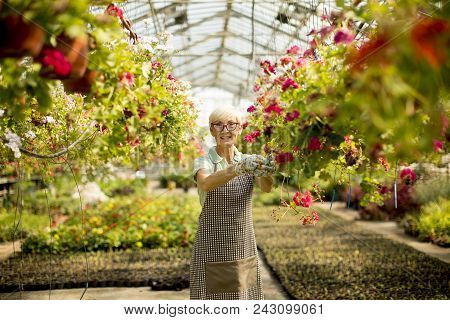Senior Woman Working About Flowers In Greengarden