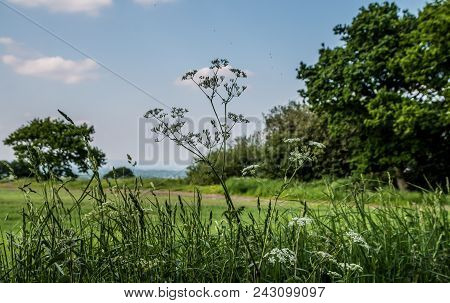 The View From The Ground Across An English Meadow In The Summer Sun