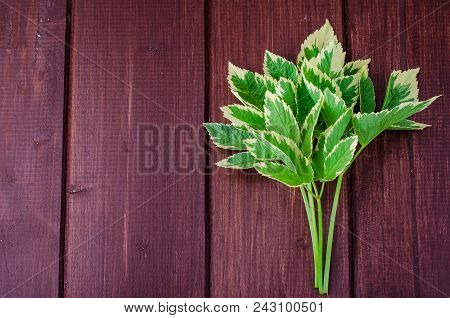 Leaves Of Aegopodium Podagraria Variegata. Studio Photo
