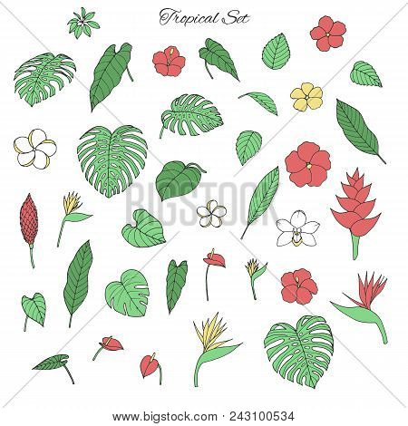 Vector Tropical Collection With Monstera And Banana Leaves, Hibiscus, Heliconia, Plumeria, Anthurium