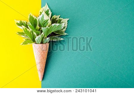 Leaves Of Aegopodium Podagraria Variegata. Studio Photo