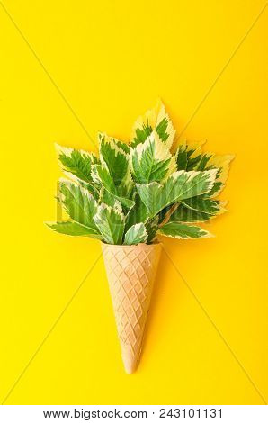 Leaves Of Aegopodium Podagraria Variegata. Studio Photo