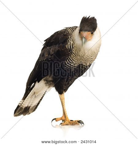 Sydlige Caracara (3 år) - Polyborus Plancus
