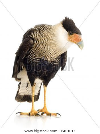 Sydlige Caracara (3 år) - Polyborus Plancus