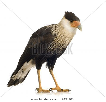 Sydlige Caracara (3 år) - Polyborus Plancus