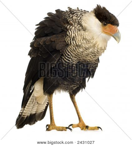 Sydlige Caracara (3 år) - Polyborus Plancus