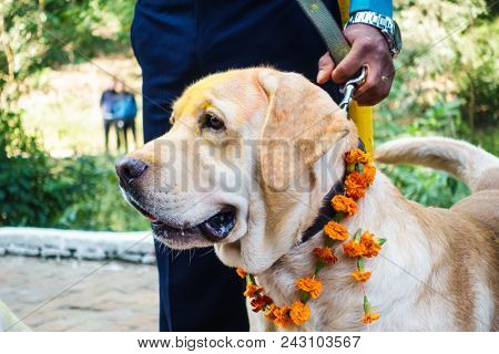 KATHMANDU, NEPAL - OCTOBER 29, 2016: Nepal police celebrates Kukur Tihar (dog festival) at Central Police Dog Training School.