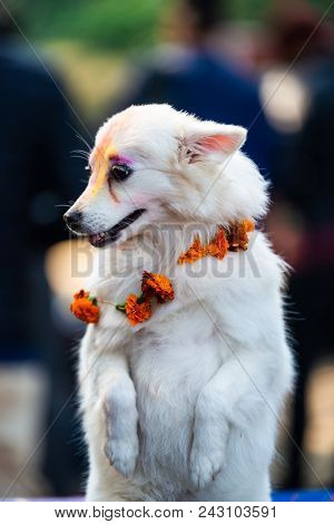 KATHMANDU, NEPAL - OCTOBER 29, 2016: Nepal police celebrates Kukur Tihar (dog festival) at Central Police Dog Training School.