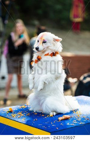 KATHMANDU, NEPAL - OCTOBER 29, 2016: Nepal police celebrates Kukur Tihar (dog festival) at Central Police Dog Training School.