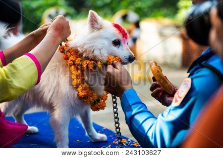 KATHMANDU, NEPAL - OCTOBER 29, 2016: Nepal police celebrates Kukur Tihar (dog festival) at Central Police Dog Training School.