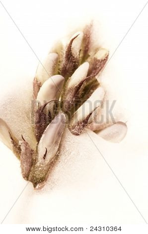 Замороженные цветы. Цветет в Ice Cube