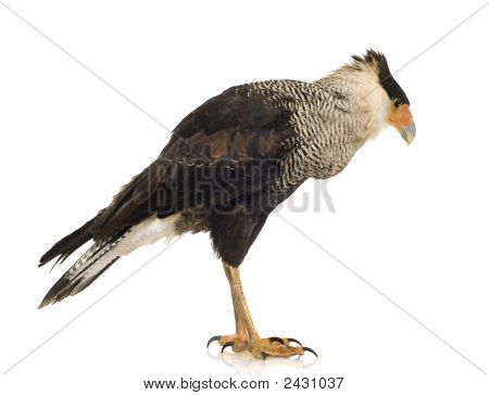 Sydlige Caracara (3 år) - Polyborus Plancus