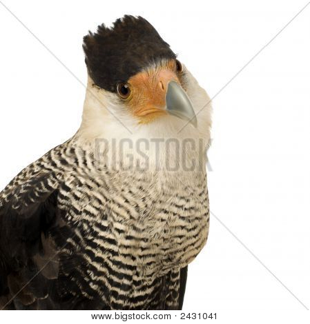 Sydlige Caracara (3 år) - Polyborus Plancus